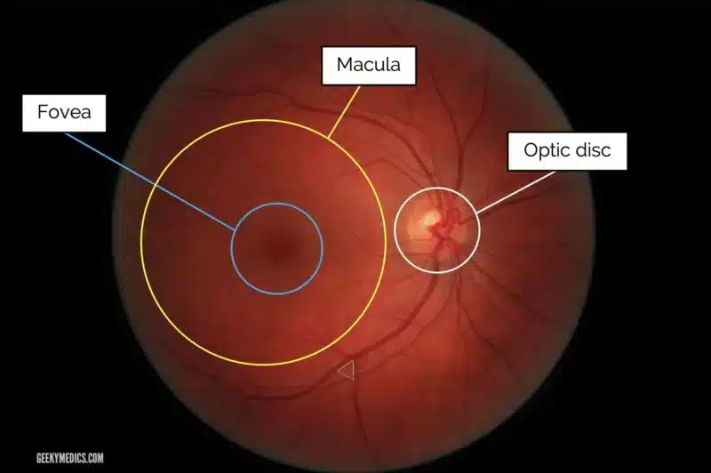 Macular Degeneration Treatment | Diagnosis and Prevention of AMD Macular Degeneration Treatment | Normal Fundus Eye Image