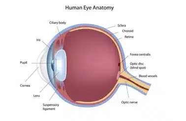 Human eye anatomy